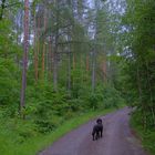 spazierengehen im Wald (pasear por el bosque)