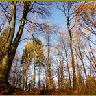 Spaziergänge im Siebengebirge