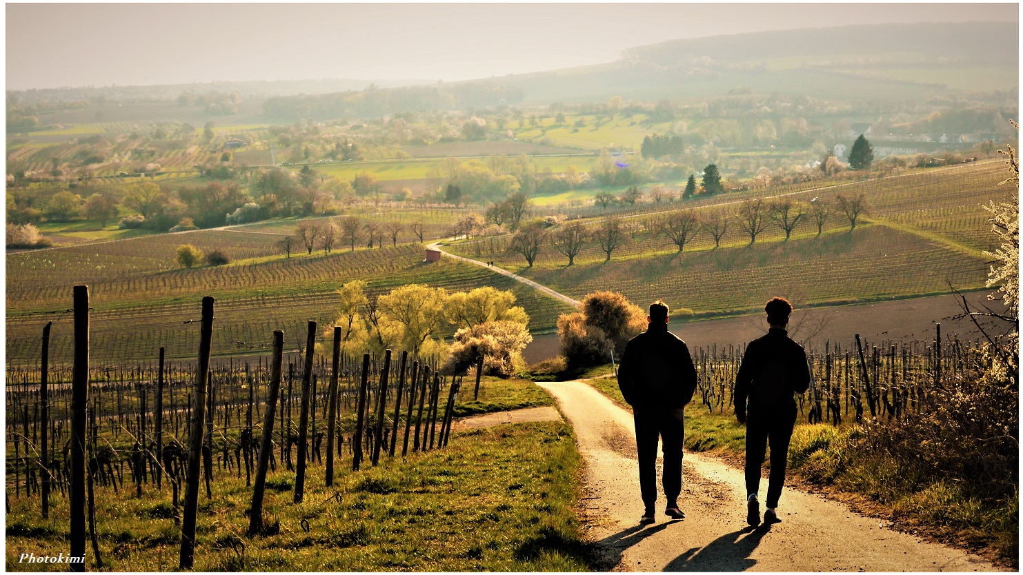 Spaziergänger auf dem Weinberg