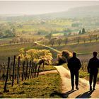 Spaziergänger auf dem Weinberg