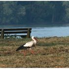 Spaziergänger auf der Rheinaue (I)