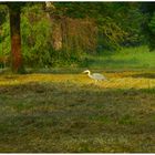 Spaziergänger auf der Rheinaue (II)