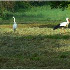 Spaziergänger auf der Rheinaue (V)