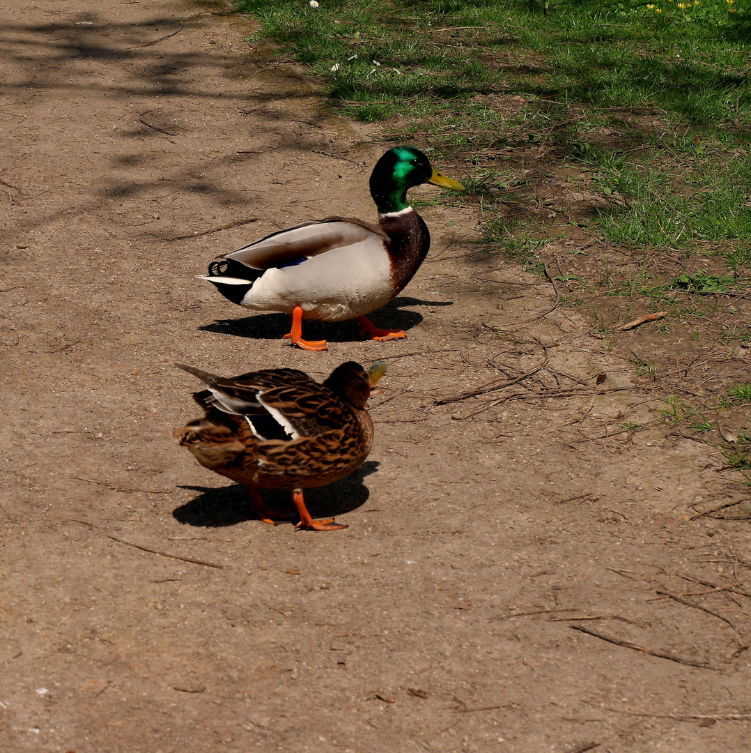 "Spaziergänger" im Park