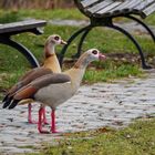 Spaziergänger im Park