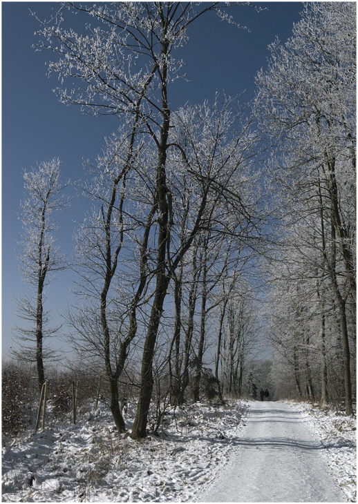 Spaziergänger im Winterwald