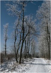 Spaziergänger im Winterwald