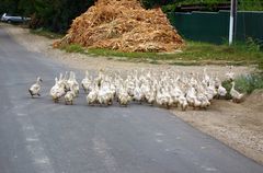 Spaziergänger in Moldavien
