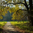 Spaziergänger mit Hund