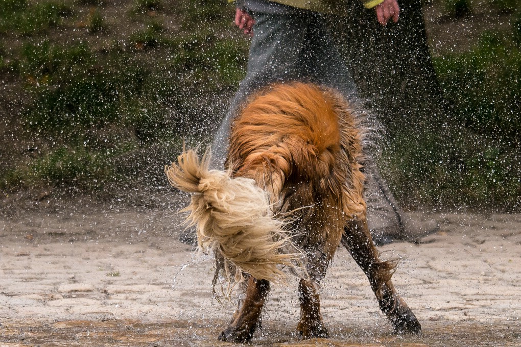 Spaziergänger und Hund