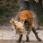 Spaziergänger und Hund