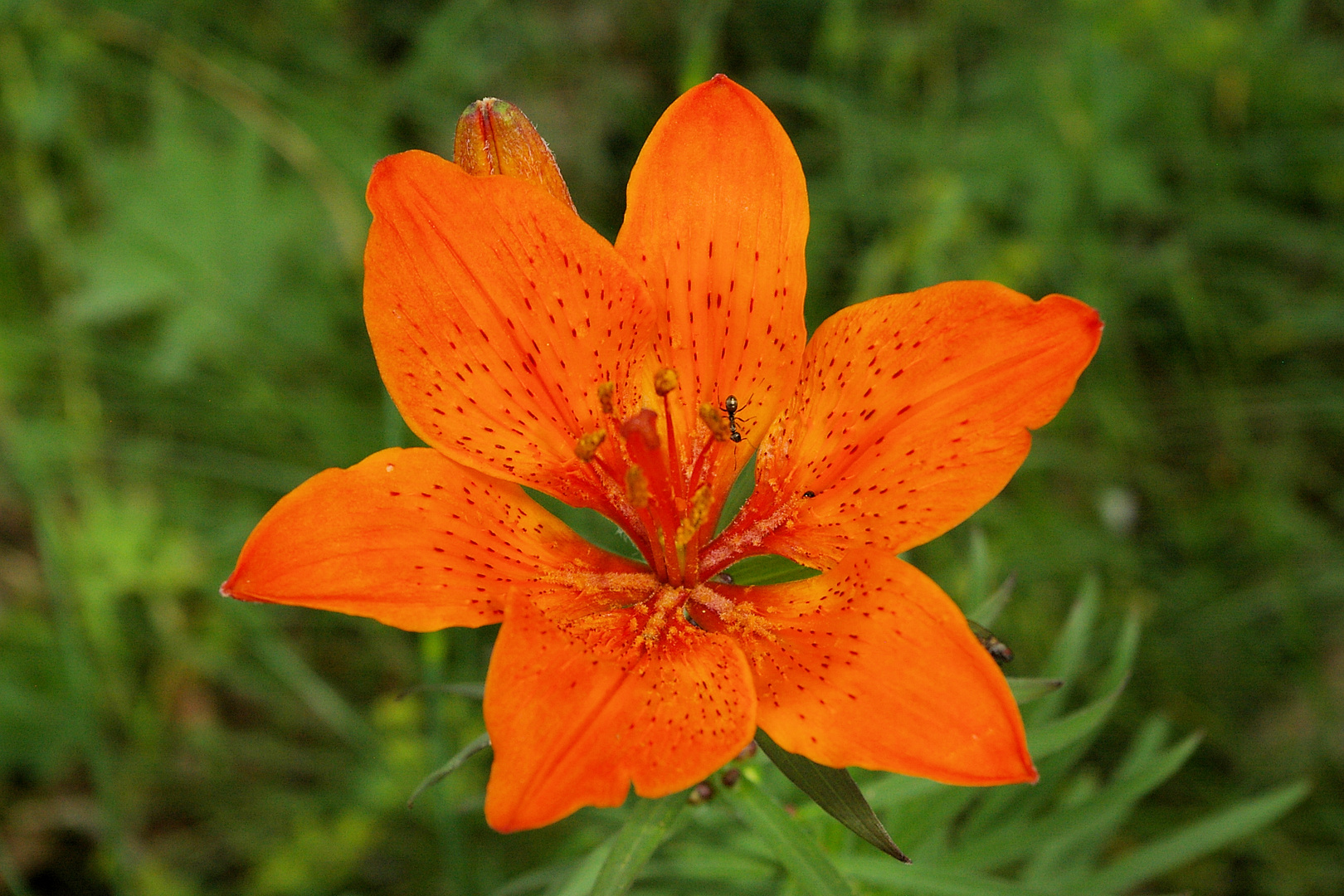 Spaziergängerin in der Blüte