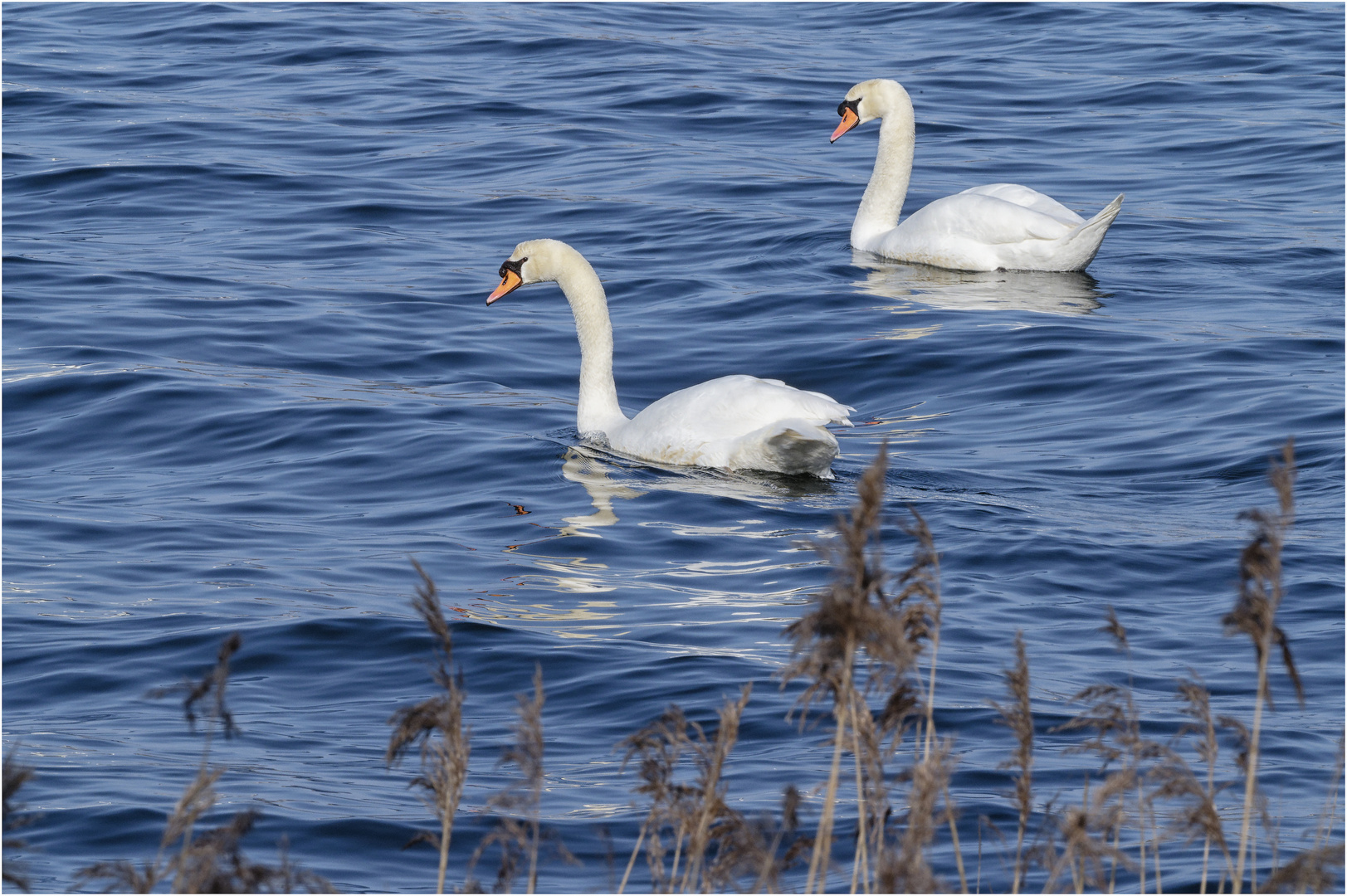 Spaziergang am Banter See - Schwanenpaar