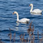 Spaziergang am Banter See - Schwanenpaar