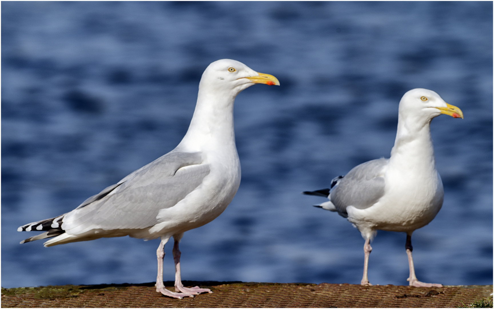 Spaziergang am Banter See - zwei Silbermöwen