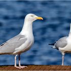 Spaziergang am Banter See - zwei Silbermöwen