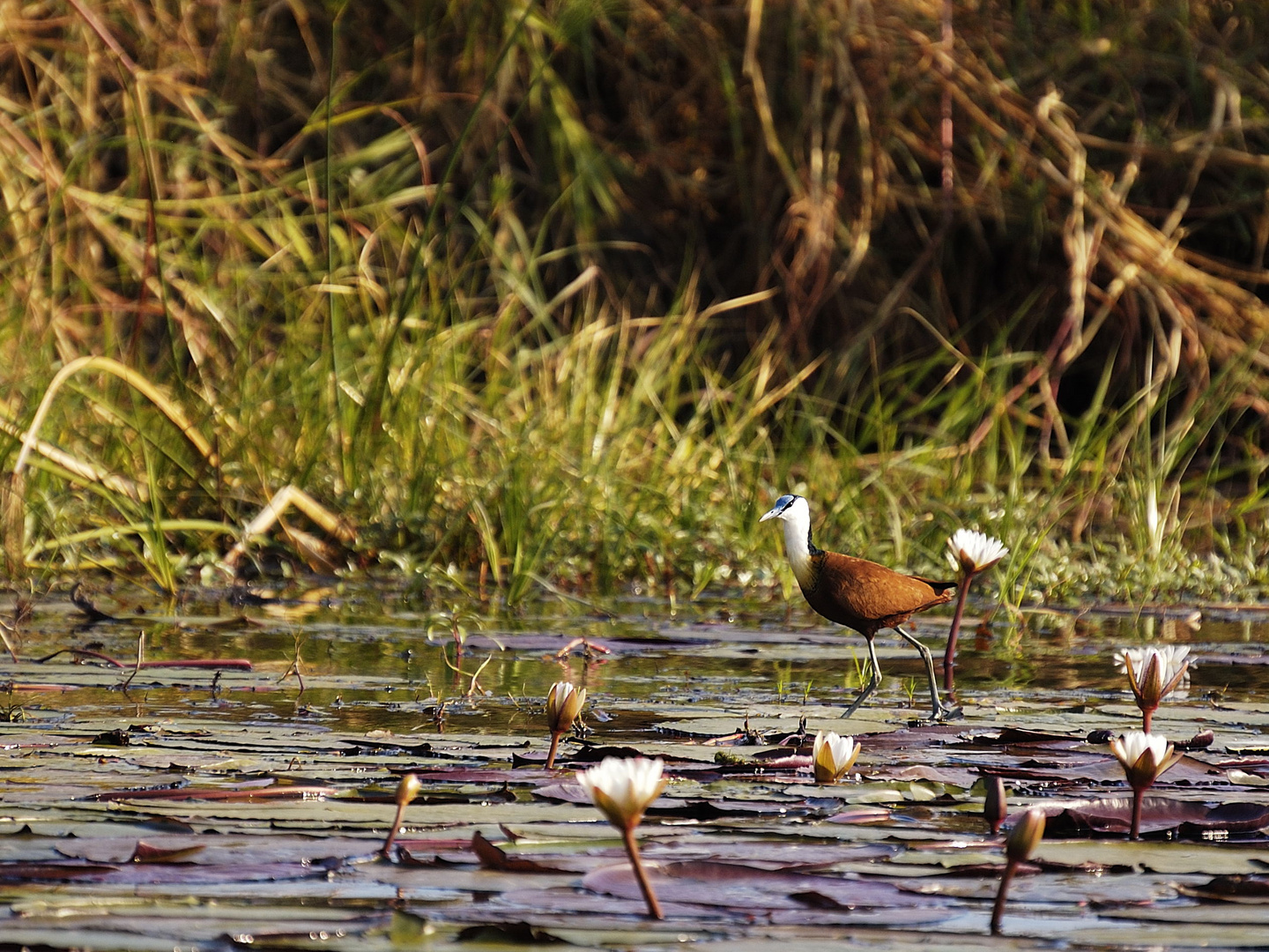 Spaziergang am Chobe