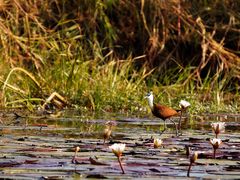 Spaziergang am Chobe