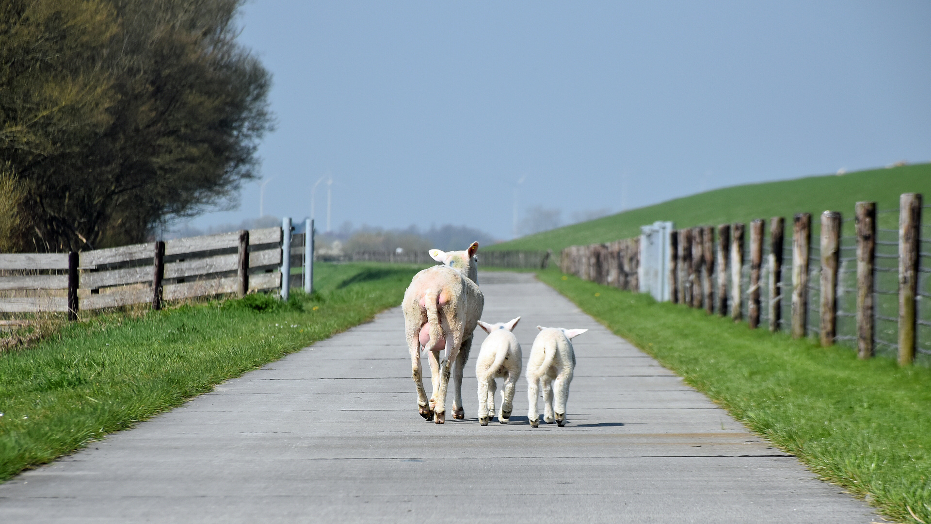 Spaziergang am Deich