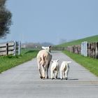 Spaziergang am Deich