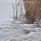 spaziergang am dümmer