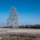 Spaziergang am Federsee 