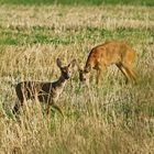 Spaziergang am frühen Morgen 3