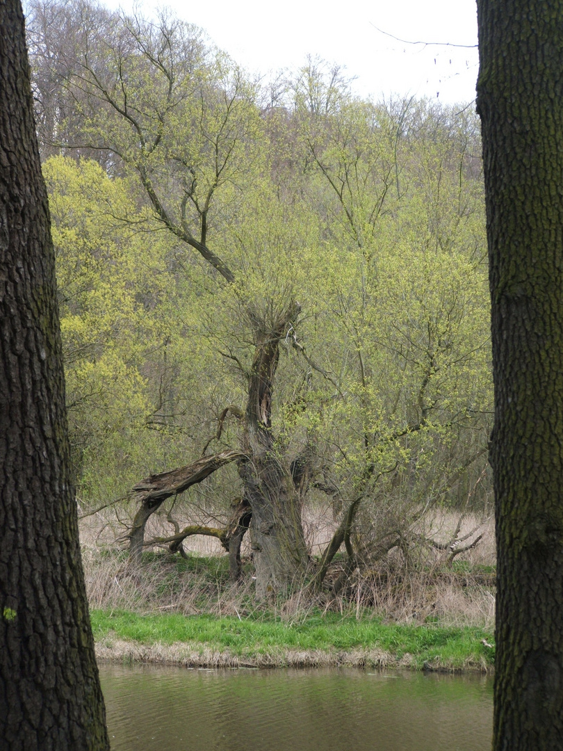 spaziergang am Inselweg