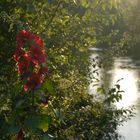 Spaziergang am Kanal