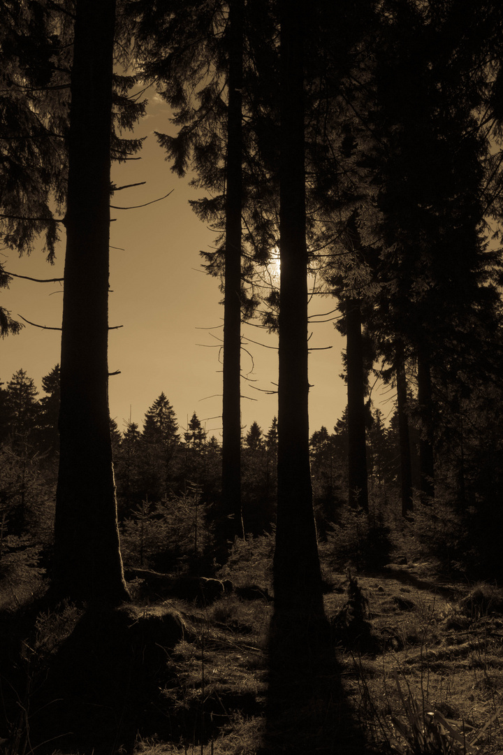 Spaziergang am kleinen Feldberg im Taunus (Mittagszeit)