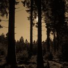 Spaziergang am kleinen Feldberg im Taunus (Mittagszeit)