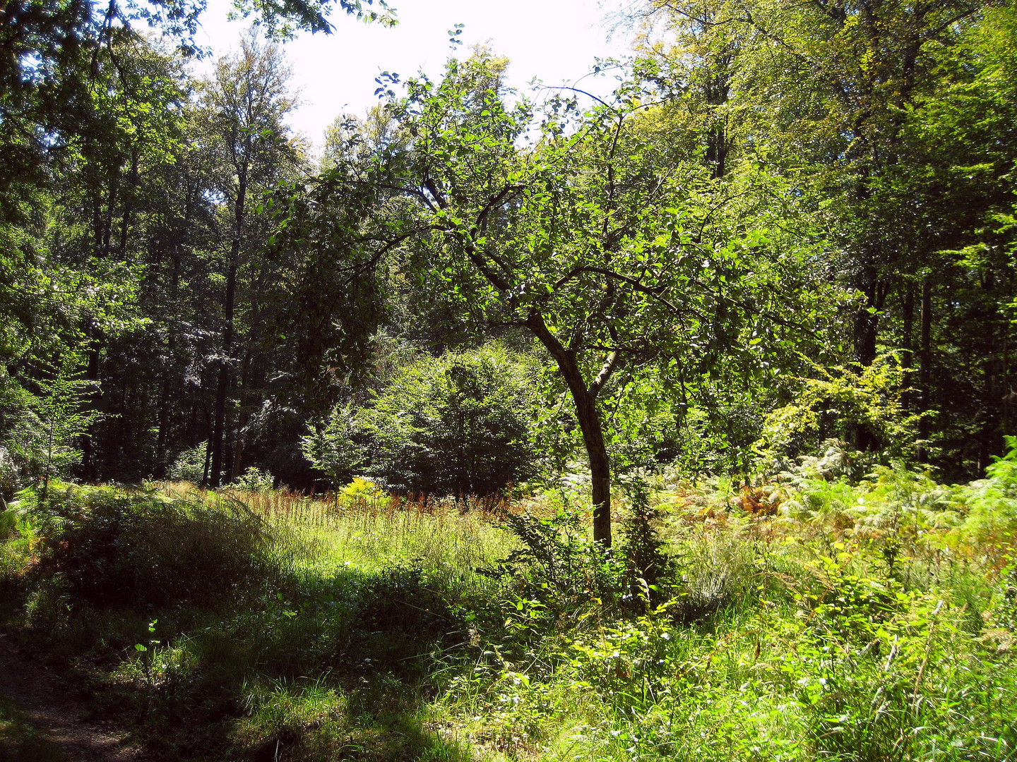 Spaziergang am Königstuhl