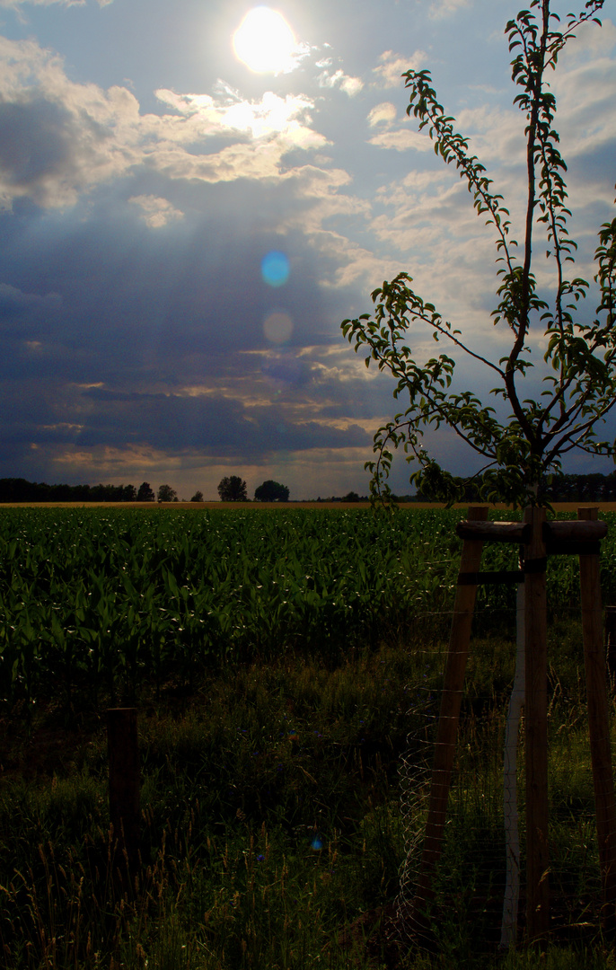 Spaziergang am Maisfeld