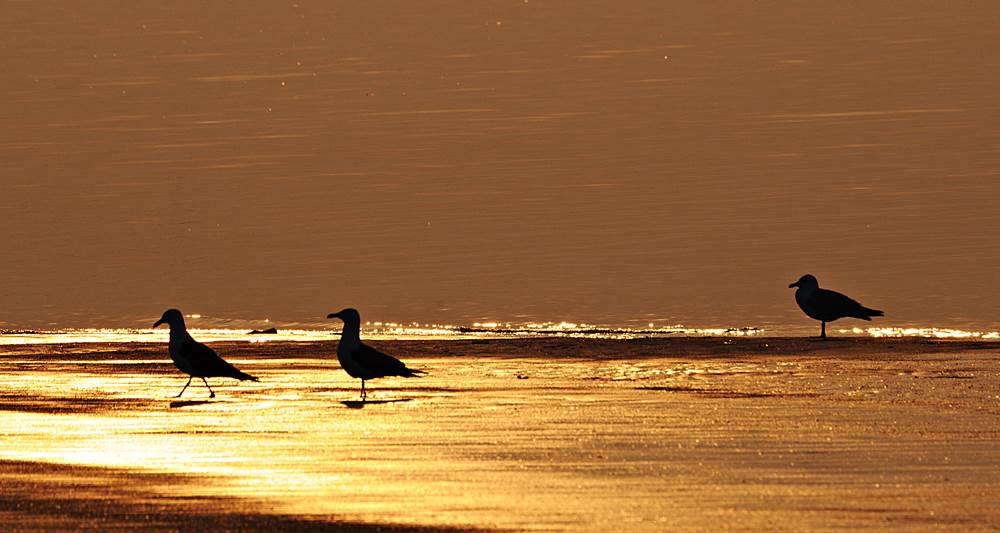 Spaziergang am Meer