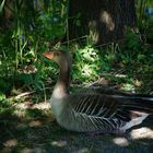 Spaziergang am Monreposee,