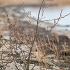 Spaziergang am Ostseestrand