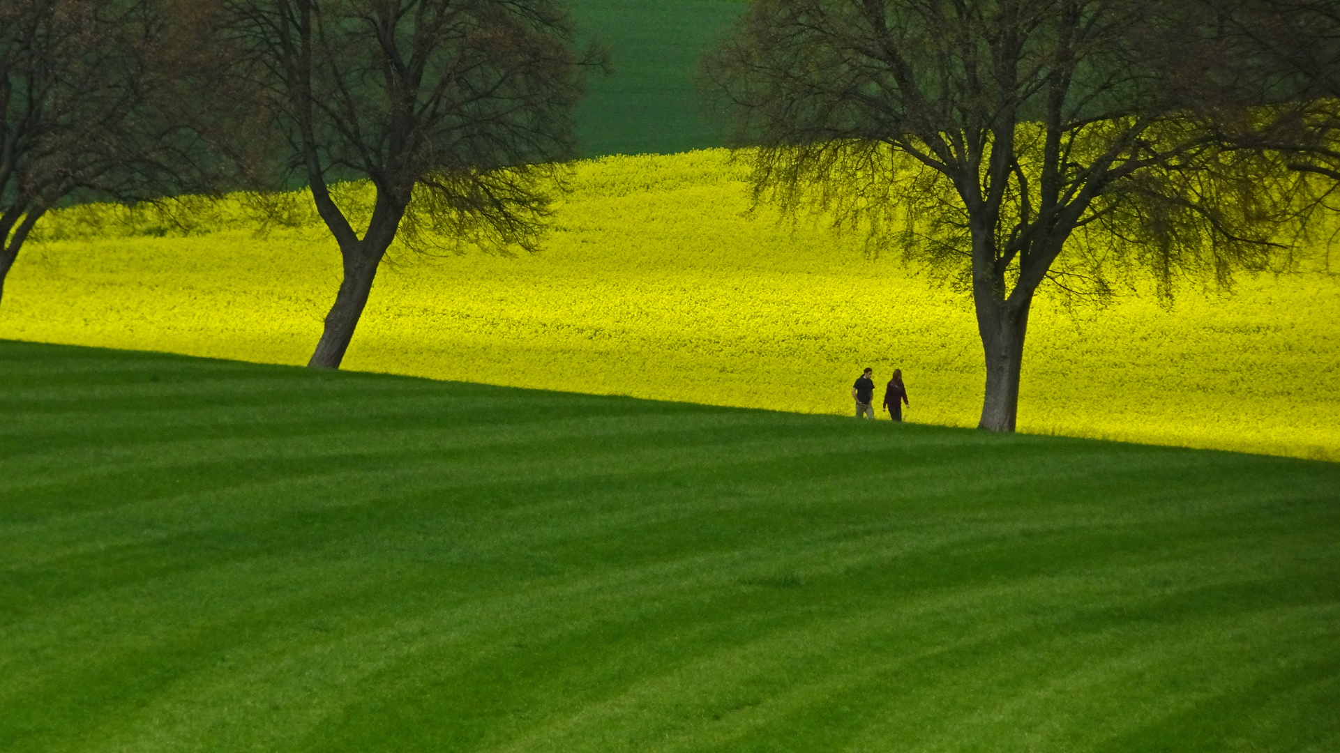 Spaziergang am Rapsfeld