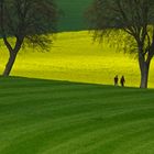 Spaziergang am Rapsfeld