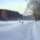 Spaziergang am Regener Stausee im Winter