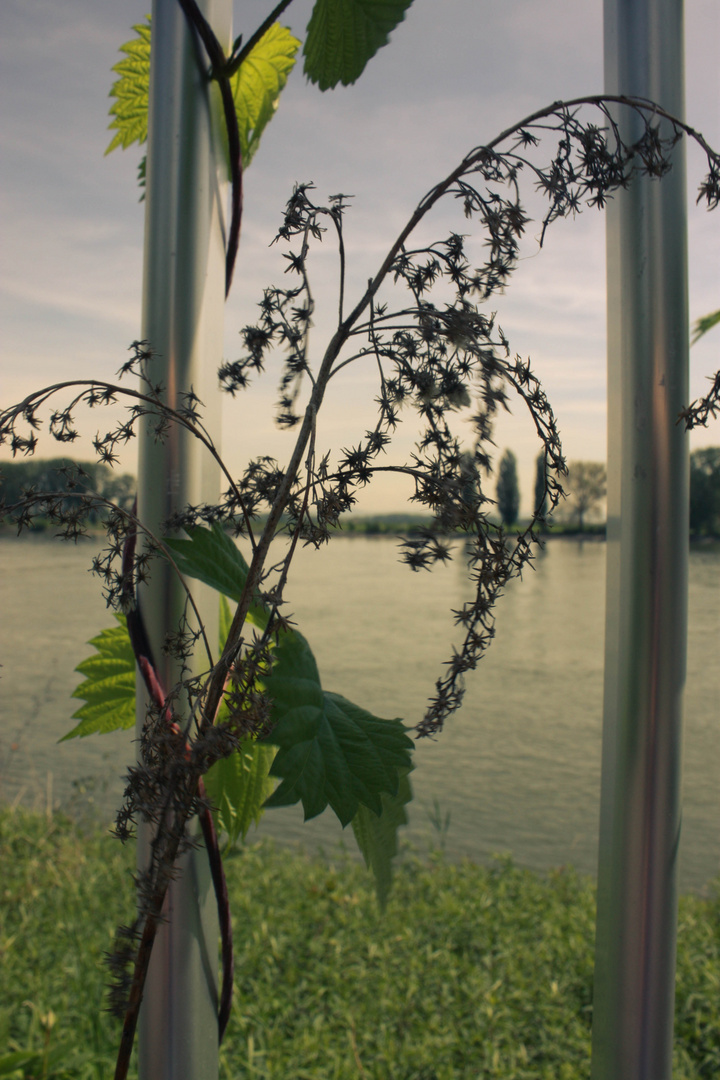 Spaziergang am Rhein