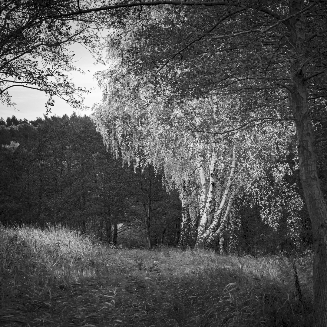 "Spaziergang am Schmollensee IV"