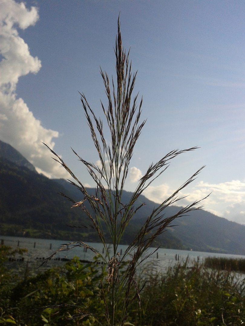 Spaziergang am See