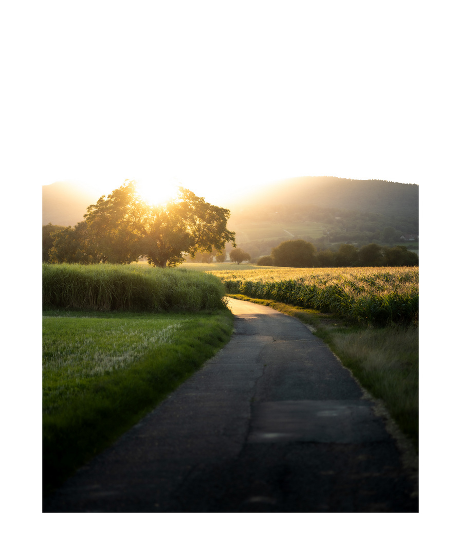 Spaziergang am Sommerabend