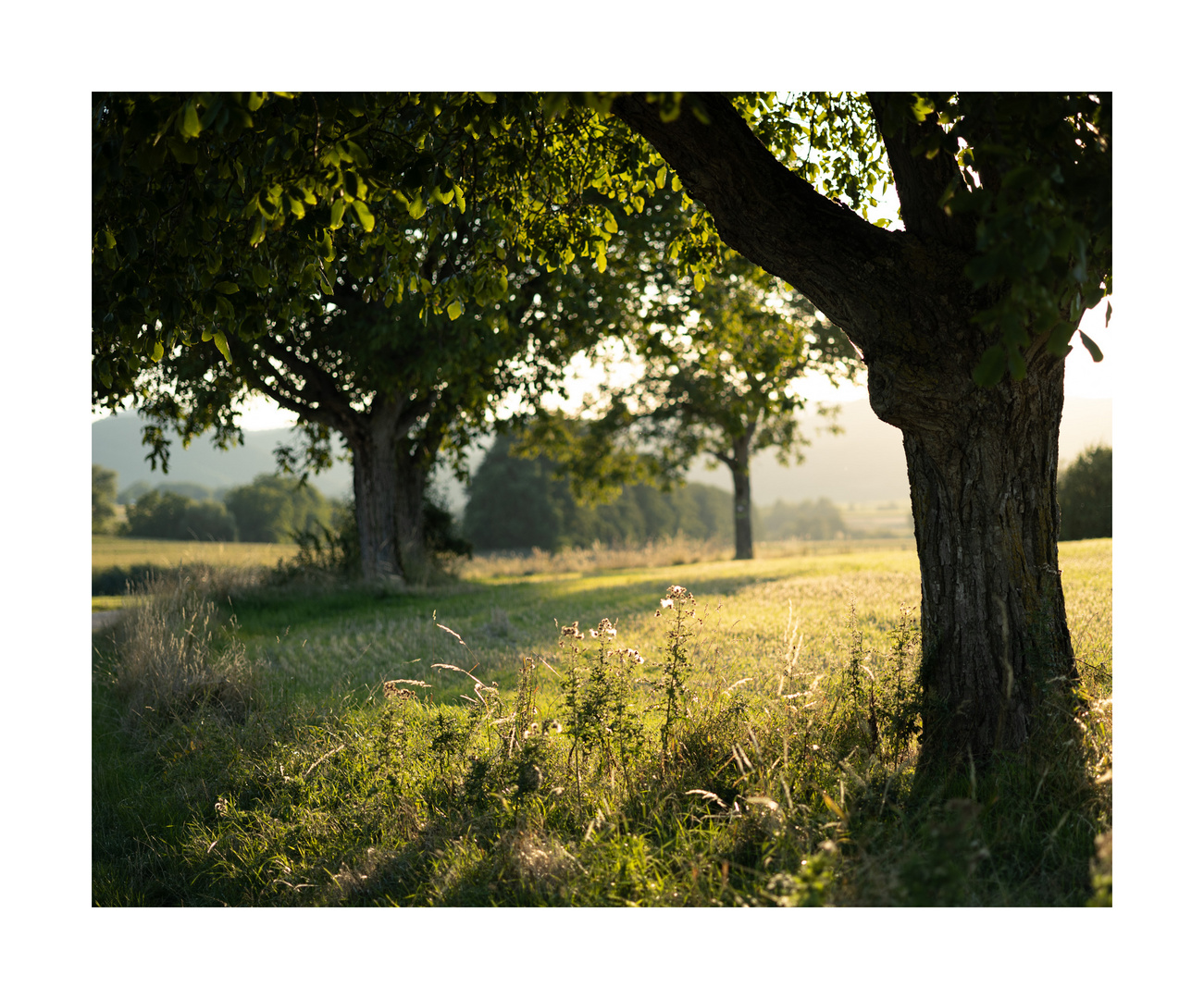 Spaziergang am Sommerabend