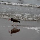 Spaziergang am Strand