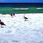 Spaziergang am Strand (Panama City Beach)