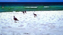 Spaziergang am Strand (Panama City Beach)