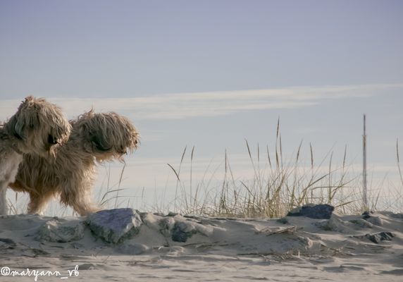 Spaziergang am Strand von Cuxhafen