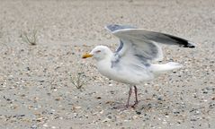 Spaziergang am Strand von Spiekeroog