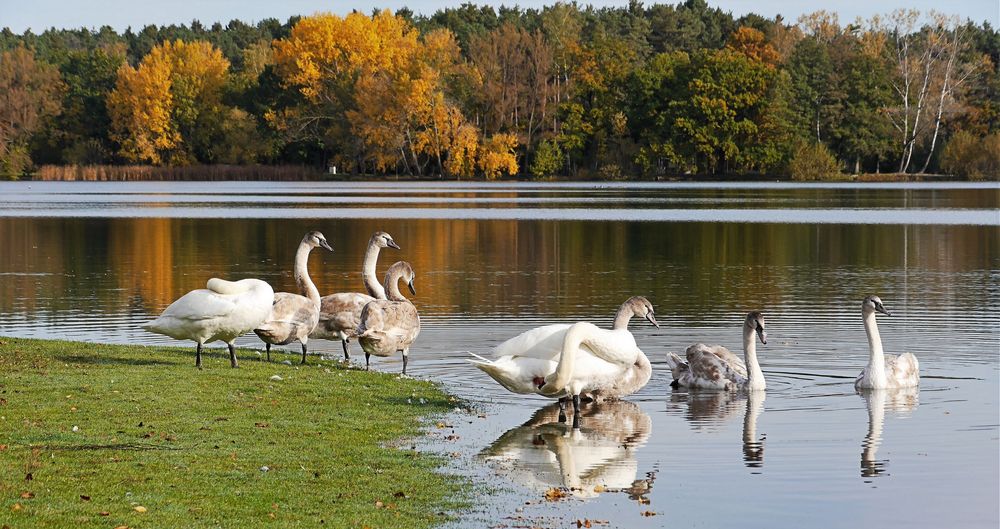 Spaziergang am Teich Foto & Bild tiere, wildlife, wild lebende vögel